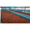 Кафе COLOMBIA GESHA, Curtiti, Santander, Farm Hacienda El Rodeo, Reyes Camacho Family, Specialty Arabica natural, double lactic, S.C.A. - 88.25, реколта 2026 Кафе COLOMBIA GESHA, Curtiti, Santander, Farm Hacienda El Rodeo, Reyes Camacho Family, Specialty Arabica natural, double lactic, S.C.A. - 88.25, реколта 2026