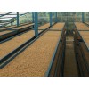 Кафе COLOMBIA GESHA, Curtiti, Santander, Farm Hacienda El Rodeo, Reyes Camacho Family, Specialty Arabica natural, double lactic, S.C.A. - 88.25, реколта 2026 Кафе COLOMBIA GESHA, Curtiti, Santander, Farm Hacienda El Rodeo, Reyes Camacho Family, Specialty Arabica natural, double lactic, S.C.A. - 88.25, реколта 2026
